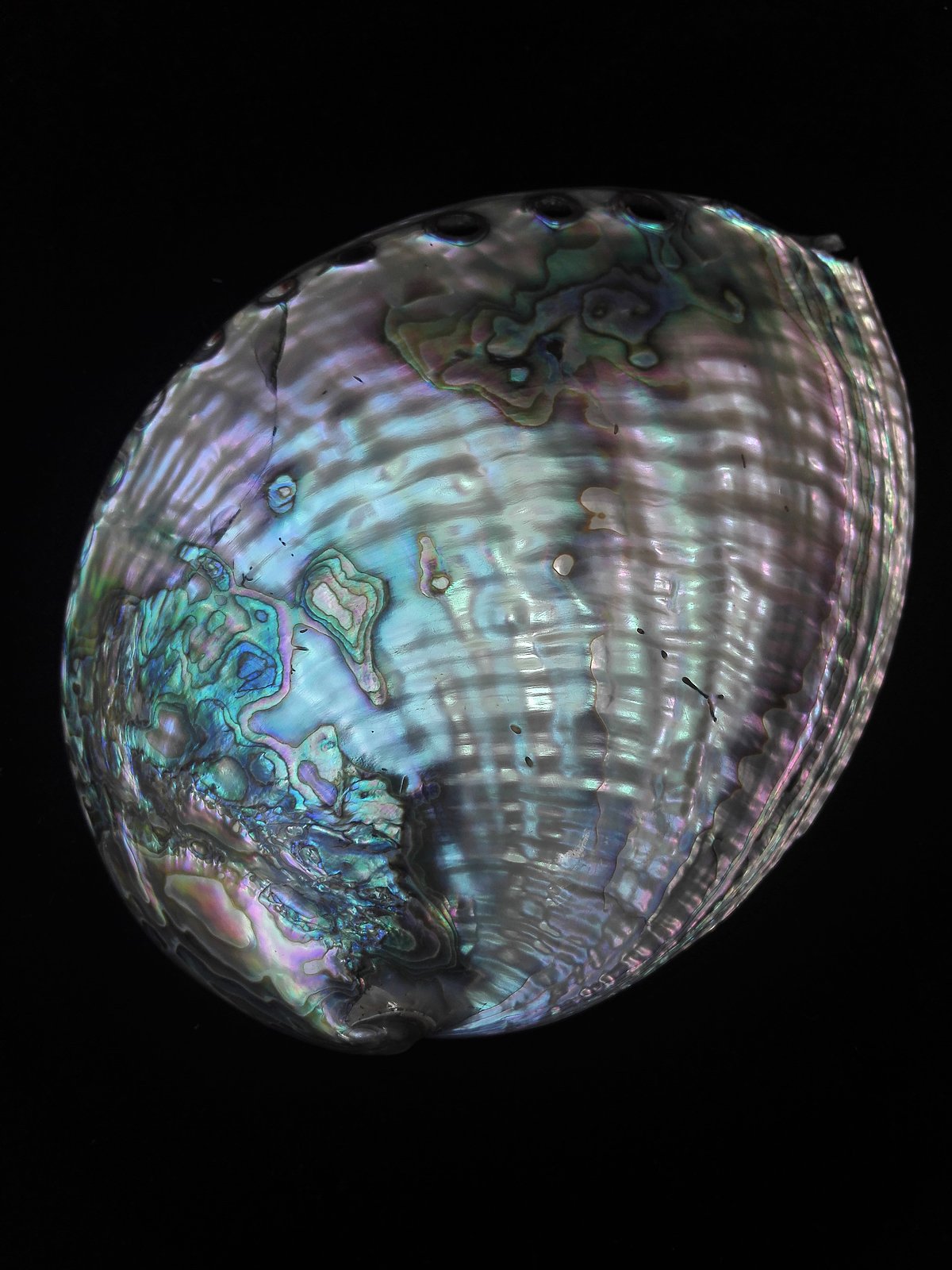 Zaļā jūrasauss <i>Haliotis fulgens</i> Zaļā jūrasauss <i>Haliotis fulgens</i>