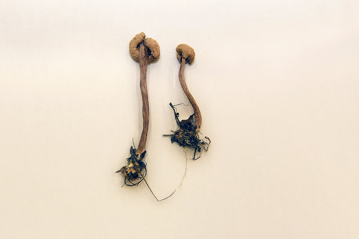 Cepurīšu sēnes paraugs no E.Vimbas herbārija. Foto: LU Muzeja krājums, Sarmīte Livdāne 10.11.2025 Cepurīšu sēnes paraugs no E.Vimbas herbārija. Foto: LU Muzeja krājums, Sarmīte Livdāne 10.11.2025