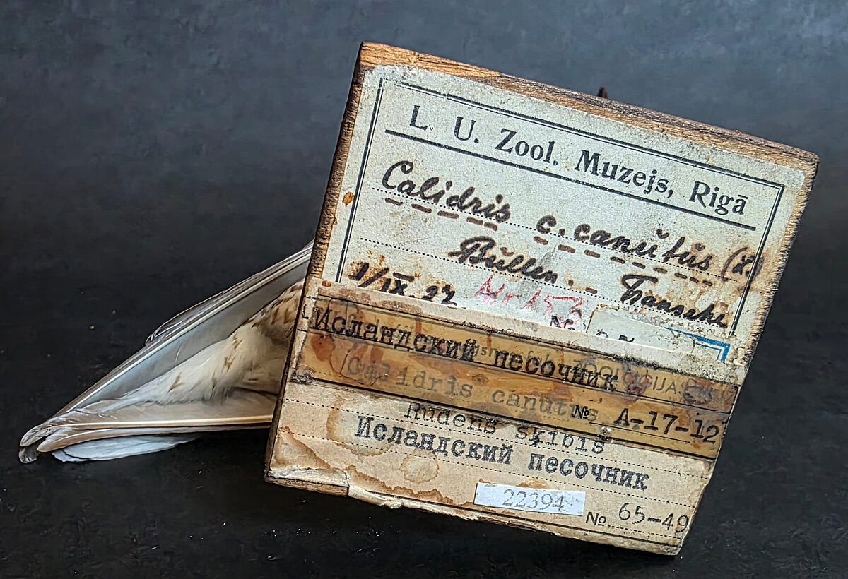 Etiķete un izbāzeņa. Foto: LU Muzeja krājums Etiķete un izbāzeņa. Foto: LU Muzeja krājums