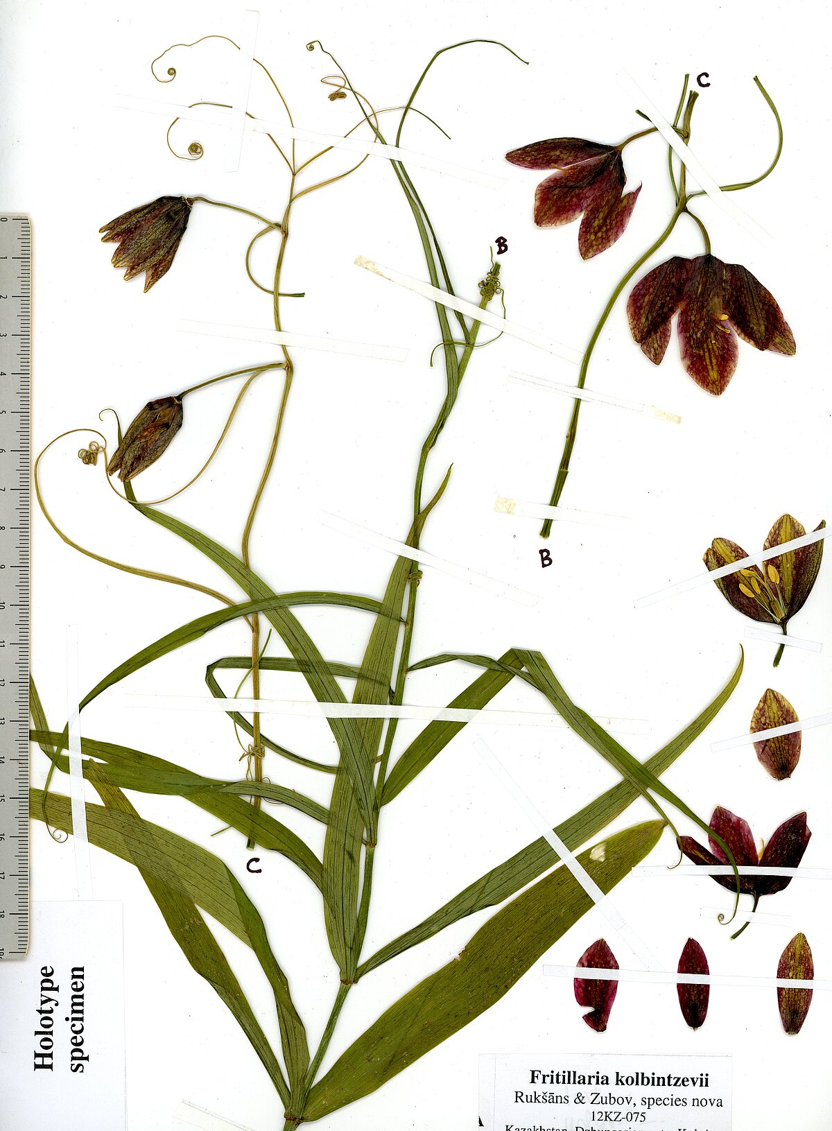 Fritillaria kolbintzevii Rukšāns & Zubov holotipa herbārijs. Foto: Jāņa Rukšāna personīgais arhīvs. Fritillaria kolbintzevii Rukšāns & Zubov holotipa herbārijs. Foto: Jāņa Rukšāna personīgais arhīvs.