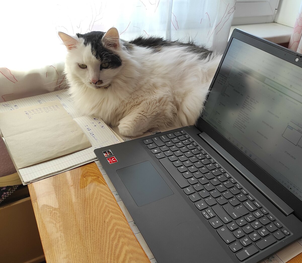 Kaķis pie datora