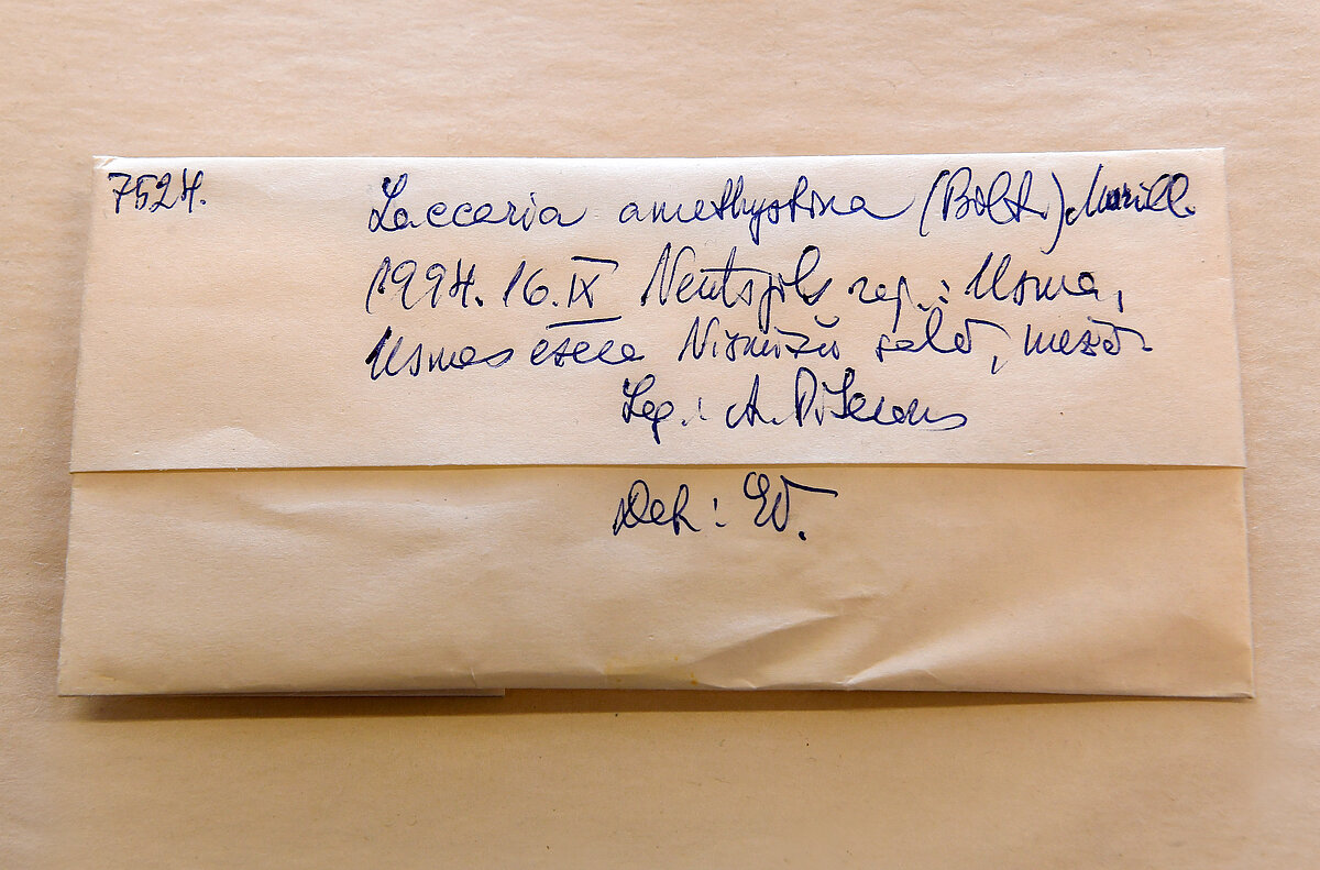 Sēņu herbārija mapīte ar tai uzrakstīto etiķeti. Foto: LU Muzeja krājums, Sarmīte Livdāne 21.10.2025 Sēņu herbārija mapīte ar tai uzrakstīto etiķeti. Foto: LU Muzeja krājums, Sarmīte Livdāne 21.10.2025