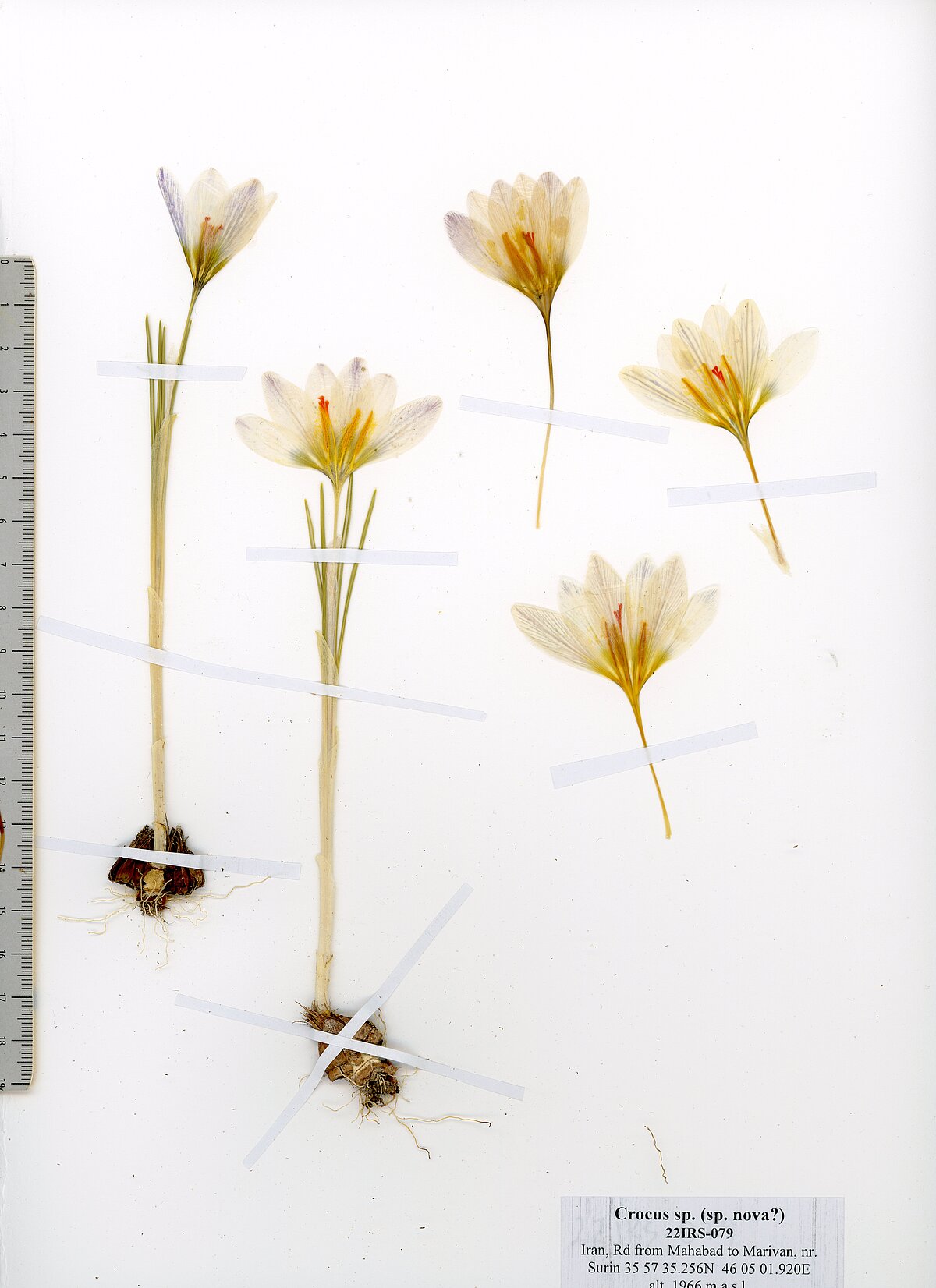 Crocus oron-peri Rukšāns & Jošt holotipa herbārijs. Foto: Jāņa Rukšāna personīgais arhīvs. Crocus oron-peri Rukšāns & Jošt holotipa herbārijs. Foto: Jāņa Rukšāna personīgais arhīvs.