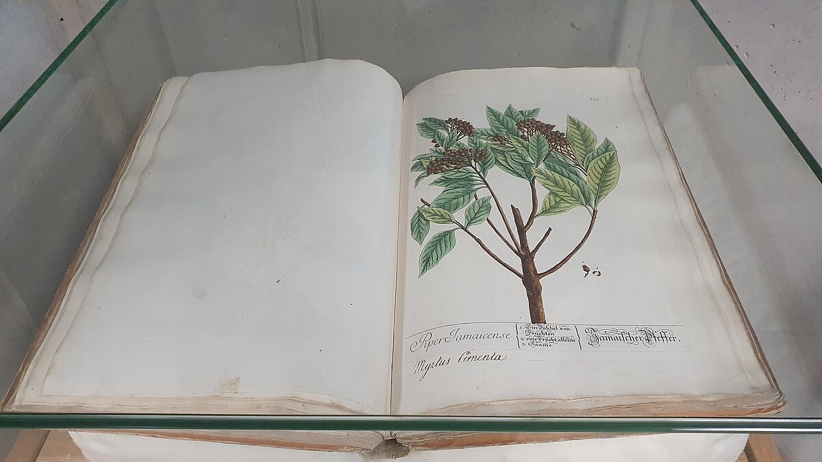 18. gs. unikālais izdevums “Herbarium Blackwellianum”