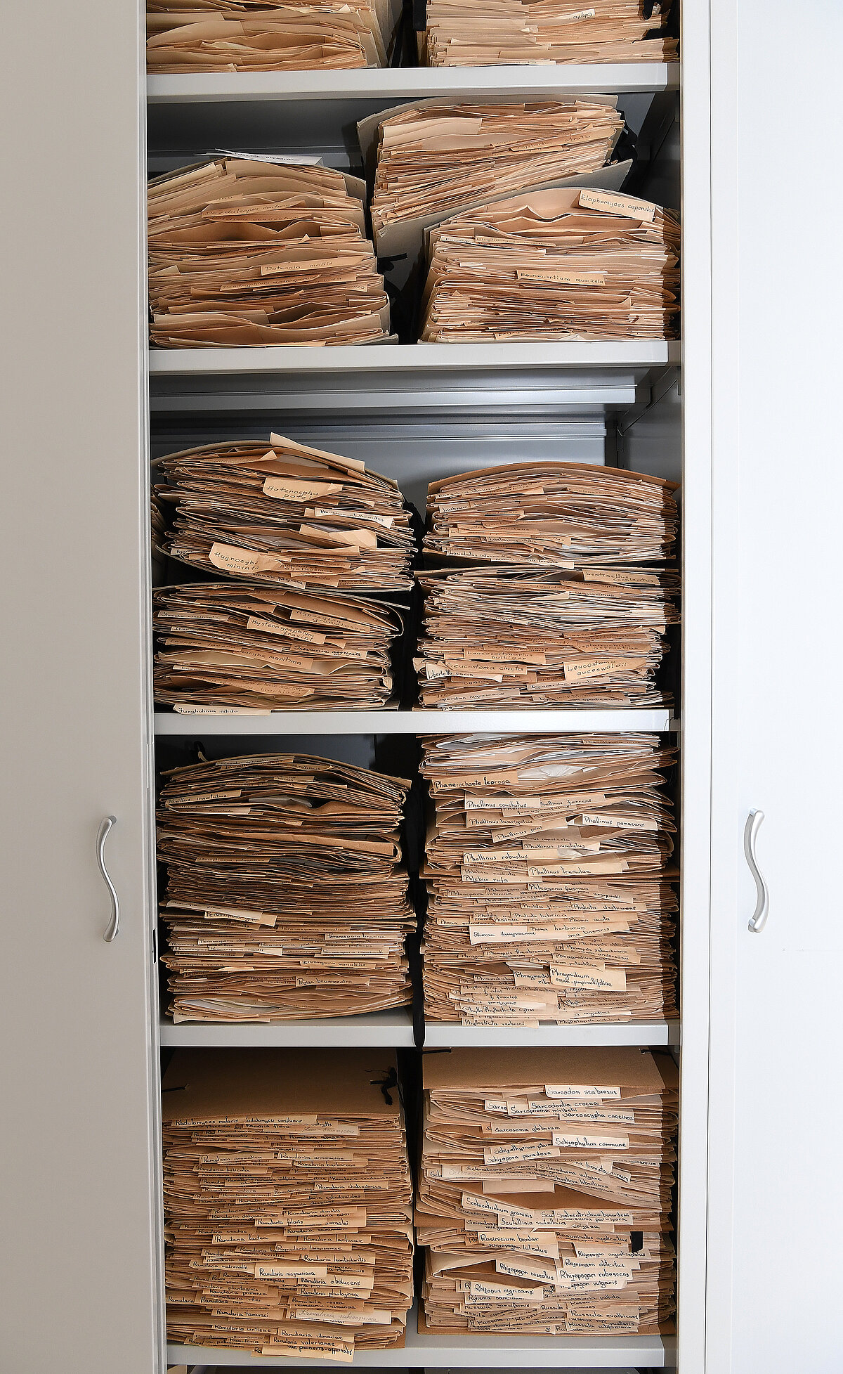 E.Vimbas sēņu herbārija mapes tām paredzētajā skapī LU Muzeja krājumā. Foto: LU Muzeja krājums, Sarmīte Livdāne 21.10.2025 E.Vimbas sēņu herbārija mapes tām paredzētajā skapī LU Muzeja krājumā. Foto: LU Muzeja krājums, Sarmīte Livdāne 21.10.2025