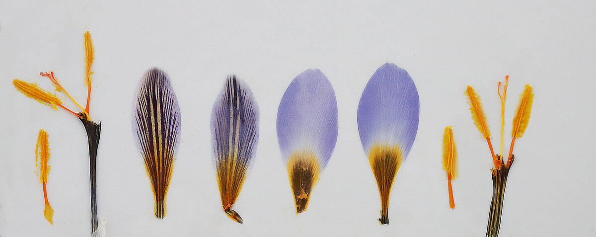 Crocus Jost, Rukšāns & Zubov zieda daļu herbārijs. Foto: Jāņa Rukšāna personīgais arhīvs. Crocus Jost, Rukšāns & Zubov zieda daļu herbārijs. Foto: Jāņa Rukšāna personīgais arhīvs.