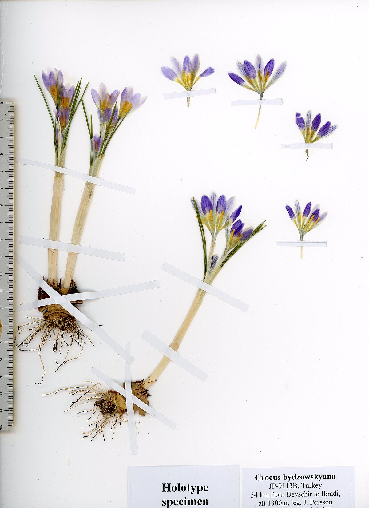 Crocus Jost, Rukšāns & Zubov zieda daļu herbārijs. Foto: Jāņa Rukšāna personīgais arhīvs. Crocus Jost, Rukšāns & Zubov zieda daļu herbārijs. Foto: Jāņa Rukšāna personīgais arhīvs.